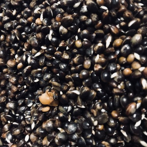 Chinese Hemp Seed (Prepared)